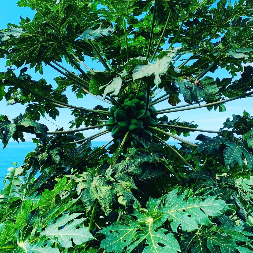 Melonowiec właściwy, nazywany przeważnie papają, czasami nieściśle drzewem melonowym – gatunek rośliny z rodziny melonowcowatych. Pochodzi z Ameryki Południowej, Środkowej i południowych rejonów Ameryki Północnej. Obecnie uprawiany w tropikach i subtropikach.