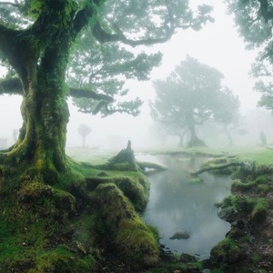 Laurowe drzewa tzw. Til znajdują się w Fanal na Maderze. Drzewa te są częścią lasu wawrzynowego Laurisilva wpisanego na listę światowego dziedzictwa UNESCO.Mają więcej lat niż odkrycie wyspy czyli ponad 600 lat. Takie lasy przetrwały epokę lodowcową tylko na Maderze, Azorach i Wyspach Kanaryjskich.