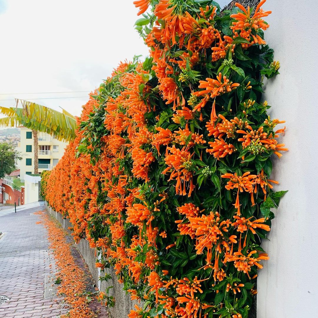 Pyrostegia Venusta czyli Porystegia powabna pochodząca z Brazylii. Roślina uprawiana w wielu  krajach jako ozdobna ze względu na piękne pomarańczowe kwiaty. Wrażliwa na zimno, dlatego spotykana tylko w ciepłych zakątkach świata.