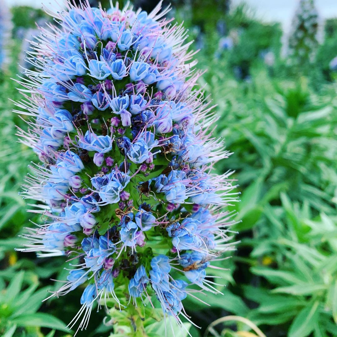 Massaroco czyli duma Madery. To endemiczny gatunek rośliny z rodziny Boranigaceae pochodzącej z Madery.