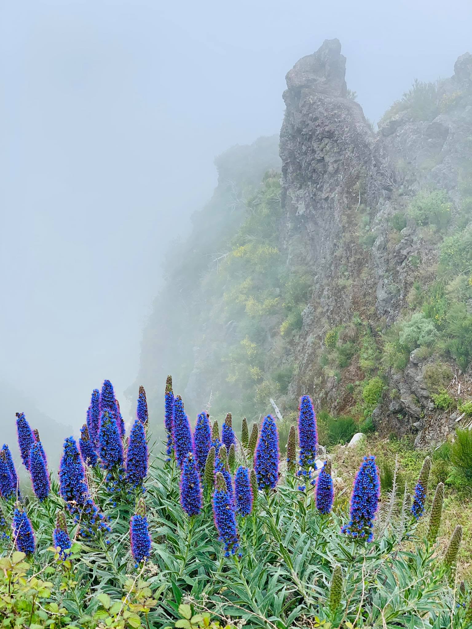 Duma Madery w chmurach. To jest jeden z 200 endemicznych krzewów rosnących na Maderze. Kwiat wizytówka wyspy.  #madera #maderaryszardbaraban #madeiranowordsneeded #madeira #ryszardmadera #przewodnik #guide #polskiprzewodniknamaderze #kwiaty #krzewy #natura #nature #visitmadeira #photooftheday #foto #przyroda #rośliny #travel #travelgram #portugal #portugal #polskadziewczyna #polskichlopak #chmury