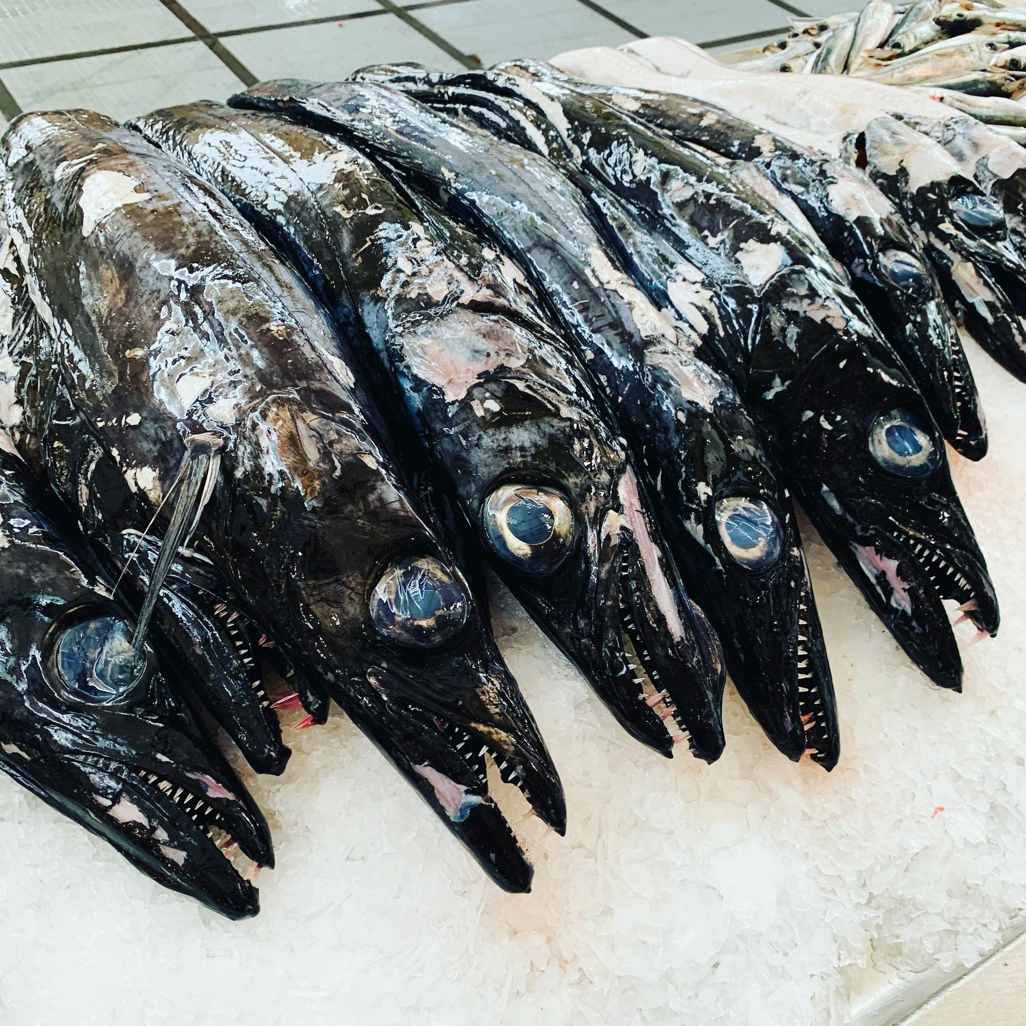 Espada Preto - czyli pałasz czarny żyjący w Oceanie Atlantyckim pomiędzy 69 N a 27 N na głębokości od 200 do 1700 m. Ryba drapieżna, która w nocy w toni wodnej wynurza się do głębokości około 200 m aby żerować. Żywi się rybami, skorupiakami i głowonogami. Przepyszna ryba, która tradycyjnie podawana jest ze smażonym bananem na Maderze. Mniam 😋 Zawsze podczas wycieczki Zachód jemy Lunch w lokalnej restauracji w São Vincente Ferro Velho. #maderaryszardbaraban #madeiranowordsneeded #madeira #ryszardmadera #przewodnik #guide #polskiprzewodniknamaderze #wycieczki #polskiewycieczki #pałasz #espadapreto #ryby #rybydrapiezne #travel #visitmadeira #instatravel #oceanatlantycki #portugal #portugalia #polskadziewczyna #polskichłopak #warsawgirl #warsawboy #katowicegirl #katowiceboy #połowy