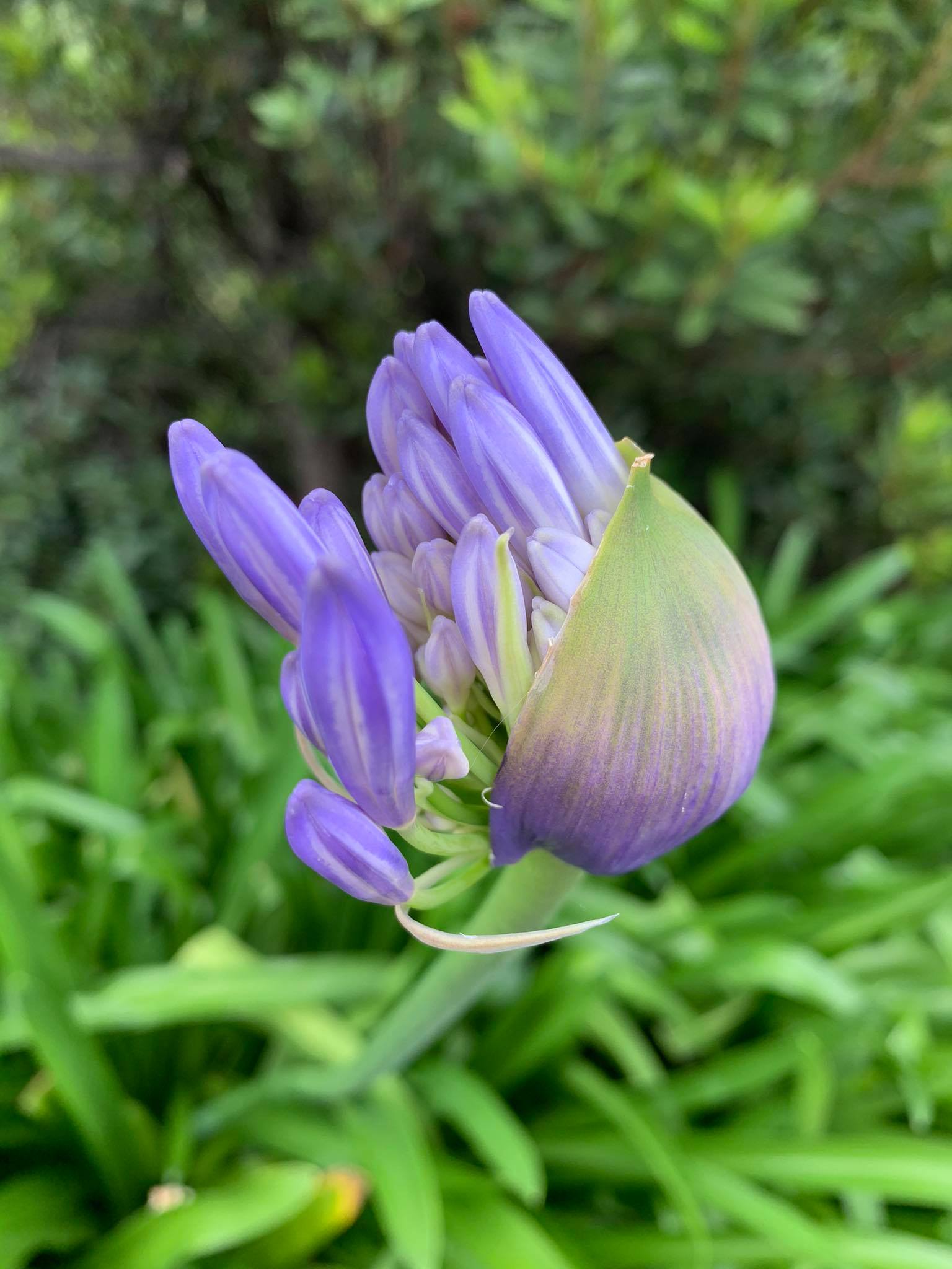 Rozkwitający niebieski Agapantus. To gatunek z rodziny amarylkowatych. Zaczynają przepięknie kwitnąć na całej wyspie, a najbardziej wzdłuż dróg, gdzie zostały zasadzone dla upiększenia naszej jazdy. Na Maderze występują w dwóch kolorach: niebieski i biały. #maderaryszardbaraban #agapantus #madeira #madeiranowordsneeded #ryszardmadera #kwiaty #photooftheday #photo #foto #natura #nature #naturephotography #polskiprzewodniknamaderze #guide #przewodnik #visitmadeira #portugalia #portugal #travelgram #wakacje #instatravel #polskadziewczyna #polskichlopak #warsawgirl #warsawboy #przyroda #ogród #urlopnamaderze