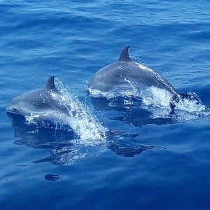 Na Maderze można podziwiać piękne delfiny , wieloryby oraz żółwie morskie 🐬🐳
#madera #delfiny #madeiranowordsneeded #madeira #polskiprzewodniknamaderze #wieloryby #visitmadeira #natura #travelgram #instatravel #portugal #portugalia #rejsy #wakacje #ryszardmadera #wycieczki #rejsykatamaranem #rejsyłodziami #polskadziewczyna #polskichłopak #wroclawgirl #wroclawboy #warsawgirl #warsawboy #photooftheday #photo #foto