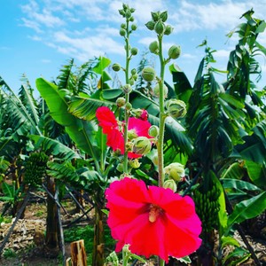 Malwa wśród bananów 🌺
#madera #malwa #maderaryszardbaraban #madeira #madeiranowordsneeded #natura #nature #polskiprzewodniknamaderze #przyroda #banany #guide #wycieczki #portugalia #kwiaty #travel #instatravel #visitmadeira #travelgram #portugal #portugalia #beaty #lovemyjob #photo #foto #fotonatura #polskadziewczyna #polskichlopak #warsawgirl #warsawboy