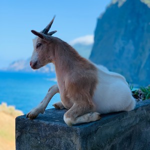 Wycieczka Wschód
#maderaryszardbaraban #polskiprzewodniknamaderze #madera #photooftheday #ryszardmadera #przewodnik #guide #foto #photo #portugalia #portugal #polskadziewczyna #polskichlopak #travelgram #instatravel #warsawgirl #warsawboy #madeiranowordsneeded #madeira #visitmadeira #visitportugal