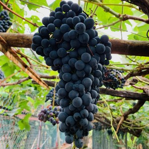 Już pierwsze winogrona dojrzały na Maderze😋
#maderaryszardbaraban #winogrona #madera #vinhomadeira #madeiranowordsneeded #madeira #polskiprzewodniknamaderze #uvås #przewodnik #guide #natura #nature #naturephotography #photooftheday #owoce #portugal #portugalia #visitmadeira #polskadziewczyna #polskichlopak #travel #travelphotography #travelgram #instatravel #wakacje