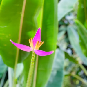 Kwitnienie początkiem narodzin bananów 😋
Smaczne i zdrowe maderyjskie banany 🍌
#maderaryszardbaraban #madera #madeiranowordsneeded #polskiprzewodniknamaderze #ryszardmadera #madeira #visitmadeira #banany #bananasmadeira #bananas #guide #portugal #portugalia #travel #polskadziewczyna #polskichłopak #travelgram #instatravel #wakacje #polebananowe #natura #nature #beauty #photo #photography