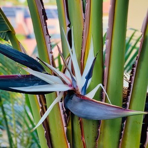 Estrelicia gigantyczna
#maderaryszardbaraban #estrelicia #madera #madeira #polskiprzewodniknamaderze #wycieczki #visitmadeira #visitportugal #instatravel #botanica #kwiaty #travel #ogród #natura #natureza #portugal #warsawgirl #warsawboy #polskadziewczyna #polskichlopak