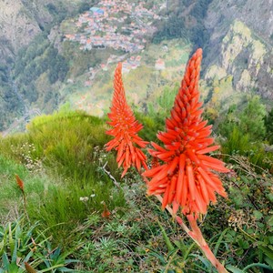 Widok na Dolinę Zakonnic z Eira do Serrado 1096m
Madera
#maderaryszardbaraban #dolinazakonnic #eiradoserrado #madera #madeira #visitmadeira #ryszardmadera #przewodnik #lovemyjob #portugal #portugalia #polskadziewczyna #polskichlopak #warsawgirl #warsawboy #travel #instatravel #montain #aloes #natura #naturephotography #nature #natureza #photooftheday #przyroda