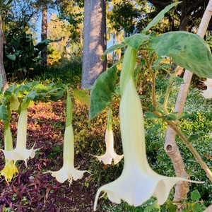 Datura zwana bieluniem , a jej kwiaty często nawet anielskimi trąbami . Przepięknie kwitnące na Maderze w kolorze białym i żółtym . Wyspa wiecznej wiosny☀️☀️☀️
#maderaryszardbaraban #madera #madeira #visitmadeira #ogród #natura #nature #naturephotography #photography #przyroda #kwiaty #datury #roślinność #portugalia #portugal #travelgram #instatravel #warsawgirl #warsawboy #polskadziewczyna #polskichlopak #travel #traveling #wakacje #przewodnik #lovemyjob