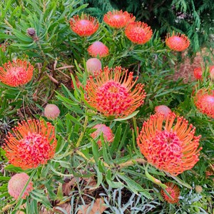 Protea to roślina z rodziny srebnikowatych, których występuje 100-107 gatunków i wywodzi się z Afryki Południowej .
Nazwa rodzaju nawiązuje do Boga Proteusza . Zdjęcie z dzisiejszej wycieczki .
#maderaryszardbaraban #protea #madera #madeira #kwiaty #rosliny #ryszardmadera #przewodnik #polskiprzewodnik #przewodnikpomaderze #portugalia #portugal #visitmadeira #beauty #przyroda #wiosna #ogród #travel #travelphotography #travelgram #photo #photography #foto #polskadziewczyna #polskichłopak #warsawgirl #warsawboy #wroclawgirl #wroclawboy #wiosna #wyspawiecznejwiosny