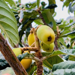 Nêspera- Nieśplik japoński – gatunek drzew z rodziny różowatych rosnący naturalnie w południowo-wschodnich Chinach. W polskiej literaturze określany również nazwami: miszpelnik japoński, groniweł japoński i kosmatka japońska. W handlu czasem znany pod nazwą loquat.
#maderaryszardbaraban #nespera #madera #madeira #visitmadeira #ryszardmadera #portugalia #portugal #przewodnik #polskiprzewodniknamaderze #owoce #ogród #egzotyczneowoce #polskadziewczyna #polskichlopak #travel #photo #phototravel #warsawgirl #warsawboy #intatravel #natura #naturephotography #nature #wyspawiecznejwiosny