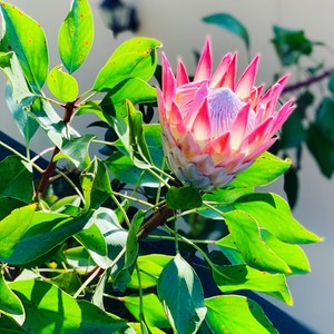 Protea królewska
The Beauty
#maderaryszardbaraban #madera #protea #madeira #madeiraisland #kwiaty #proteakrolewska #visitmadeira #ogród #rośliny #photo #photography #photooftheday #foto #phototravel #travelgram #instatravel #portugal #portugalia #przewodnik #polskiprzewodnikpomaderze #polskadziewczyna #polskichlopak #warsawgirl #warsawboy #wakacje #przyroda #natura #nature #naturephotography