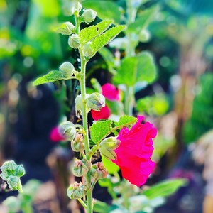 Malwa
#maderaryszardbaraban #madera #madeira #madeiraisland #malwa #ogród #ogrody #kwiaty #roślinność #natura #nature #naturephotography #photo #photooftheday #photoshoot #visitmadeira #travel #travelphotography #przyroda #portugalia #portugal #warsawgirl #warsawboy #polskadziewczyna #polskichlopak #beaty