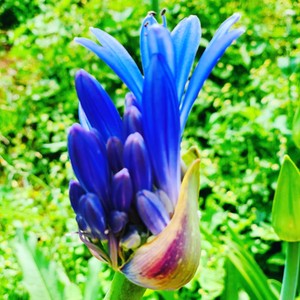 Agapantus-występuje w naturze w Afryce Południowej w 7 gatunkach.
Na Maderze każdego dnia rozkwitają w dwóch kolorach : fioletowym i białym począwszy od Kwietnia .
#maderaryszardbaraban #agapantus #wycieczki #madera #madeiraisland #przewodnikpomaderze #polskiprzewodnik #wakacje #ogród #kwiaty #natura #nature #roślinność #przyroda #portugalia #portugal #instatravel #travelgram #viditmadeira #ryszardmadera #polskadziewczyna #polskichlopak #warsawgirl #warsawboy #photo #foto #photooftheday