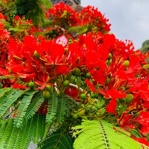 Przepiękne drzewa kwiatowe ponciany , tzw.płomień Afryki . Naturalnie występujący na Madagaskarze .
Lipiec i Sierpuen to okres kwitnienia na Maderze .
#maderaryszardbaraban #ponciana #plomienafryki #przewodnik #madera #madeiraisland #madeira #ryszardmadera #drzewakwiatowe #wycieczki #instatravel #photo #photooftheday #travelgram #visitmadeira #natural #nature #naturaleza #beaty #portugal #portugalia #polskadziewczyna #polskichlopak #warsawgirl #warsawboy #przyroda #ogrody