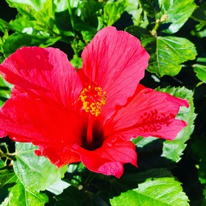 Z okazji Dnia Kobiet życzę wszystkim KOBIETKOM pięknego uśmiechu , dużo radości i miłości ☀️🌺☀️
#maderaryszardbaraban #przewodnik #madera #visitmadeira #madeira #portugal #portugalia #instatravel #travelgram #polskadziewczyna #polskichlopak #warsawgirl #warsawboy #dzienkobiet #kobietki #polskiprzewodnikpomaderze #wakacje