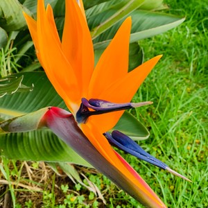 Piękno Strelicji
#maderaryszardbaraban #strelicja #madera #przewodnik #madeira #madeiraisland #visitmadeira #photooftheday #roślinność #kwiaty #natura #portugal #portugalia #insta #instatravel #travelgram #polskadziewczyna #polskichlopak #warsawgirl #warsawboy #wakacje #natural #photo