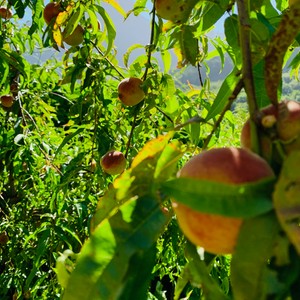 Drzewo brzoskwiniowe -gatunek drzewa należący do rodziny różowatych. Prawdopodobnie pochodzi ze środkowych i północno-wschodnich Chin, obecnie nie rośnie dziko, występuje tylko jako roślina uprawna.
Na Maderze właśnie takie drzewa ze smacznymi owocami , które mają liczne wartości odżywcze oraz witaminy C i E można spotkać 😋
#maderaryszardbaraban #przewodnik #madera #polskiprzewodnikpomaderze #madeira #visitmadeira #ryszardmadera #brzoskwinie #ogród #owoce #uprawa #przyroda #portugal #portugalia #travelgram #instatravel #wakacjemadera #polskadziewczyna #polskichłopak #warsawgirl #warsawboy