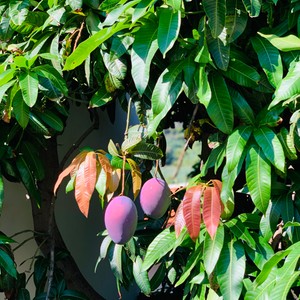 Mango – soczyste owoce w typie pestkowca pochodzące z licznych gatunków tropikalnych drzew należących do rodzaju mango (Mangifera)
#maderaryszardbaraban #madera #visitmadeira #przewodnik #polskiprzewodnikpomaderze #ryszardmadera #guide #madeira #portugal #portugalia #mango #owoce #ogród #pestkowce #travelgram #instatravel #polskadziewczyna #polskichłopak #warsawgirl #warsawboy #wakacje #owocetropikalne