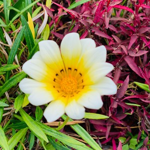 Gazania-rodzaj roślin należący do rodziny astrowatych. Należy do niego kilkanaście gatunków roślin pochodzących z Afryki Południowej. Nazwę jej utworzono od nazwiska włoskiego uczonego Th. Von Gaza, który żył w 1478 w Rzymie
#maderaryszardbaraban #gazania #madera #kwiaty #flowers #rośliny #madeira #visitmadeira #foto #photooftheday #ogród #natura #naturephotography #nature #portugal #portugalia #instatravel #polskiprzewodnikpomaderze #przewodnik #wakacje #travelgram #urlop #warsawgirl #warsawboy #przyroda