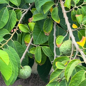 Anona tzw.flaszowiec peruwiański pochodzący z Ameryki Południowej. W polskich przewodnikach tłumaczony jako jabłko budyniowe . Dzisiaj po raz pierwszy już zauważyłem na Maderze . Ten gatunek owocuje na wyspie przez wiele miesięcy i jest przepyszny 😋
Polecam Wszystkim
#maderaryszardbaraban #polskiprzewodnikpomaderze #wycieczki #polskiewycieczki #ryszardmadera #anona #flaszowiecperuwiański #cherimoya #portugalia #portugal #visitmadeira #polskadziewczyna #polskichłopak #warsawgirl #warsawboy #instatravel #travelgram #wakacje #madera #madeira #owoce #ogród #pysznyowoc