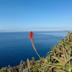 Flora Madera
#maderaryszardbaraban #flora #madera #przyroda #madeira #polskiprzewodnikpomaderze #visitmadeira #fotos #insta #polskadziewczyna #polskichłopak #portugal #portugalia #wakacje