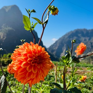 Kwiaty na Maderze, które upiększają wyspę przez cały rok. Za to turyści uwielbiają ten raj🌼
#maderaryszardbaraban
#polskiprzewodnikpomaderze
#madera #madeira #portugalia #portugal #polskichłopak #polskadziewczyna #visitmadeira #kwiaty #flawers #beauty #natura #nature #inststravel #travelgram #wakacje #ogrody #ryszardmadera #roślinność #przyroda