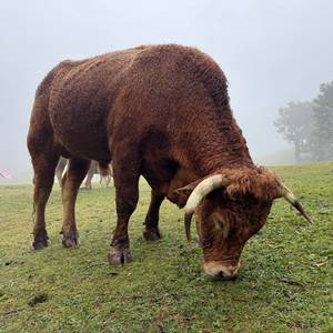 Las FANAL i jego okazały mieszkaniec zajadający trawę wśród prastarych 800 letnich drzew laurowych , które są pod patronatem UNESCO od 1999 roku.
#maderaryszardbaraban #fanal #polskiprzewodnikpomaderze #wycieczki #ryszardmadera