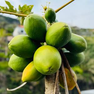PAPAIA - to egzotyczny owoc bogaty w enzym trawienny i witaminę C. Przepyszny owoc 😋
#maderaryszardbaraban #papaya #polskiprzewodnikpomaderze #wycieczki #madera