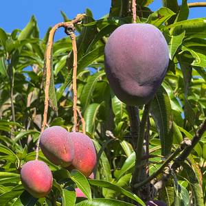Mango- przepyszny owoc, który już dojrzewa na Maderze. Polecam i życzę smacznego 😋